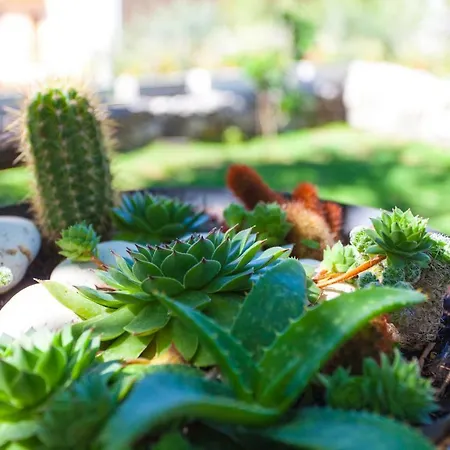 Lägenhet Paunovic *