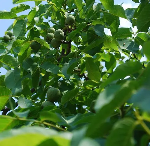 Апартаменти Paunovic *